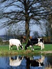 Dhvzucht Population Bild