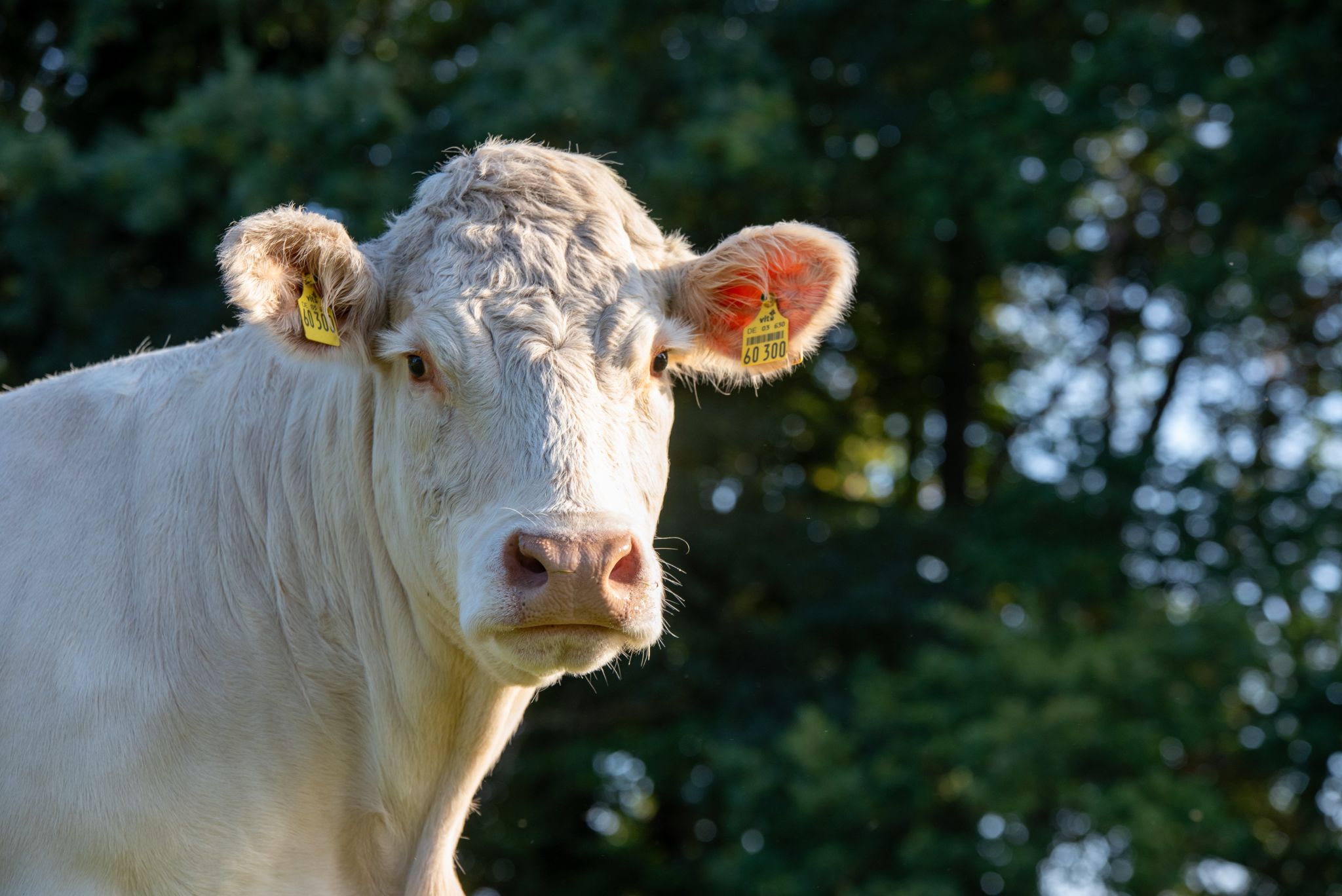 Fleischrind, Rasse Charolais
© Dorothee Warder