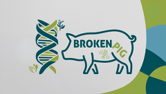 BrokenPig Projektlogo Final