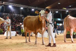 Siegerin Erstkalbin Fleckvieh Sina von Georg Bäuml Schwandorf
&copy; Christine Massfeller