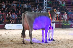Siegerin Erstkalbin Brown Swiss Toni
&copy; Christine Massfeller