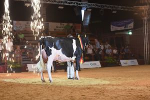 Junior Supreme Champion Loh Milana von Loh-an Holsteins
&copy; Dorothee Warder, BRS
